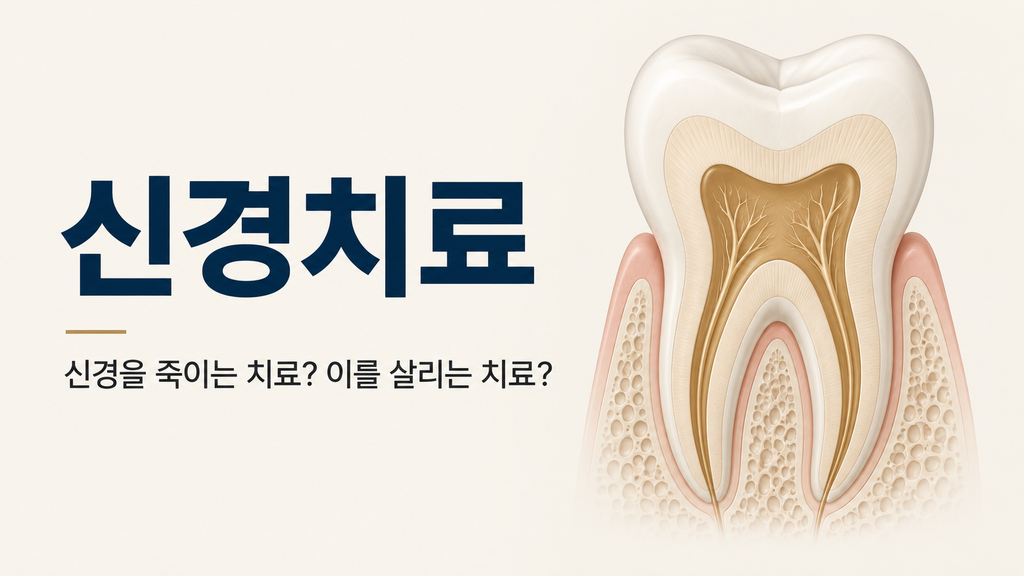 신경치료를 설명하는 어금니 단면 도해 — 치수와 근관 구조를 나타낸 성남 수정구 태평역 바른모양치과 안내 이미지